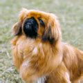 Todo sobre el perro Pekinés: Precios, tipos, carácter, cuidados .